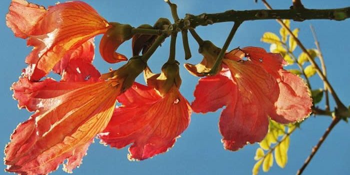 Tantra Blume des Lebens