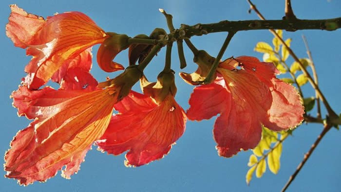 Tantra Blume des Lebens