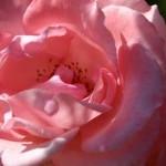 rose roterose, Blume, aufgehen, Tantra