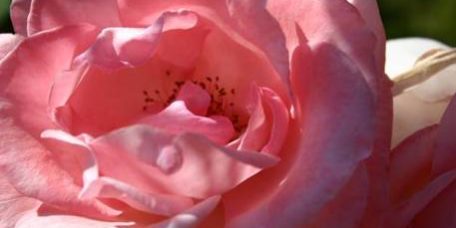 rose roterose, Blume, aufgehen, Tantra