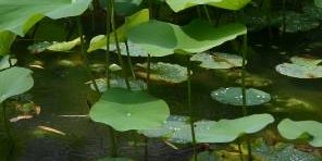 teich, see, gewässer, Tantra ruhe frieden teich, see, gewässer, Tantra ruhe frieden