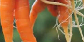 obst, karotte, Wurzel, Möhre, Karotte,