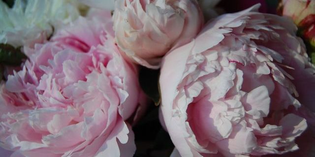 Rosen,Blume, Strauß, rosaRosen Rosen,Blume, Strauß, rosaRosen