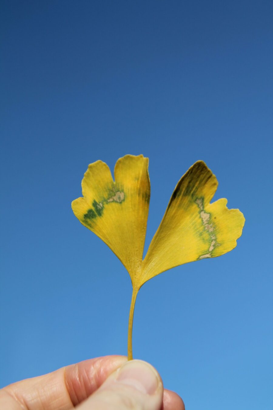 Blume Tantra Wegweiser