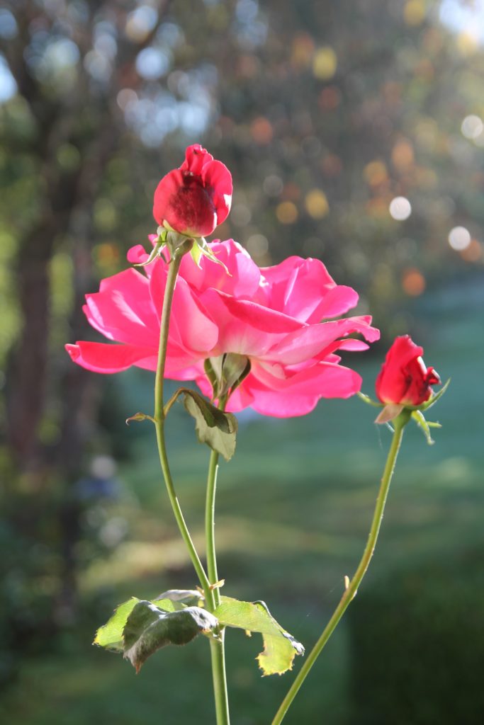 Lucian's Tantra-Essays Archive - Kularnava Tantra